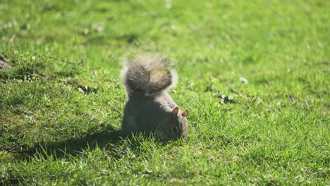 Ardilla-Gris-Buscando-Y-Alimentándose-De-Nueces,-En-Un-Día-Soleado-De-Primavera