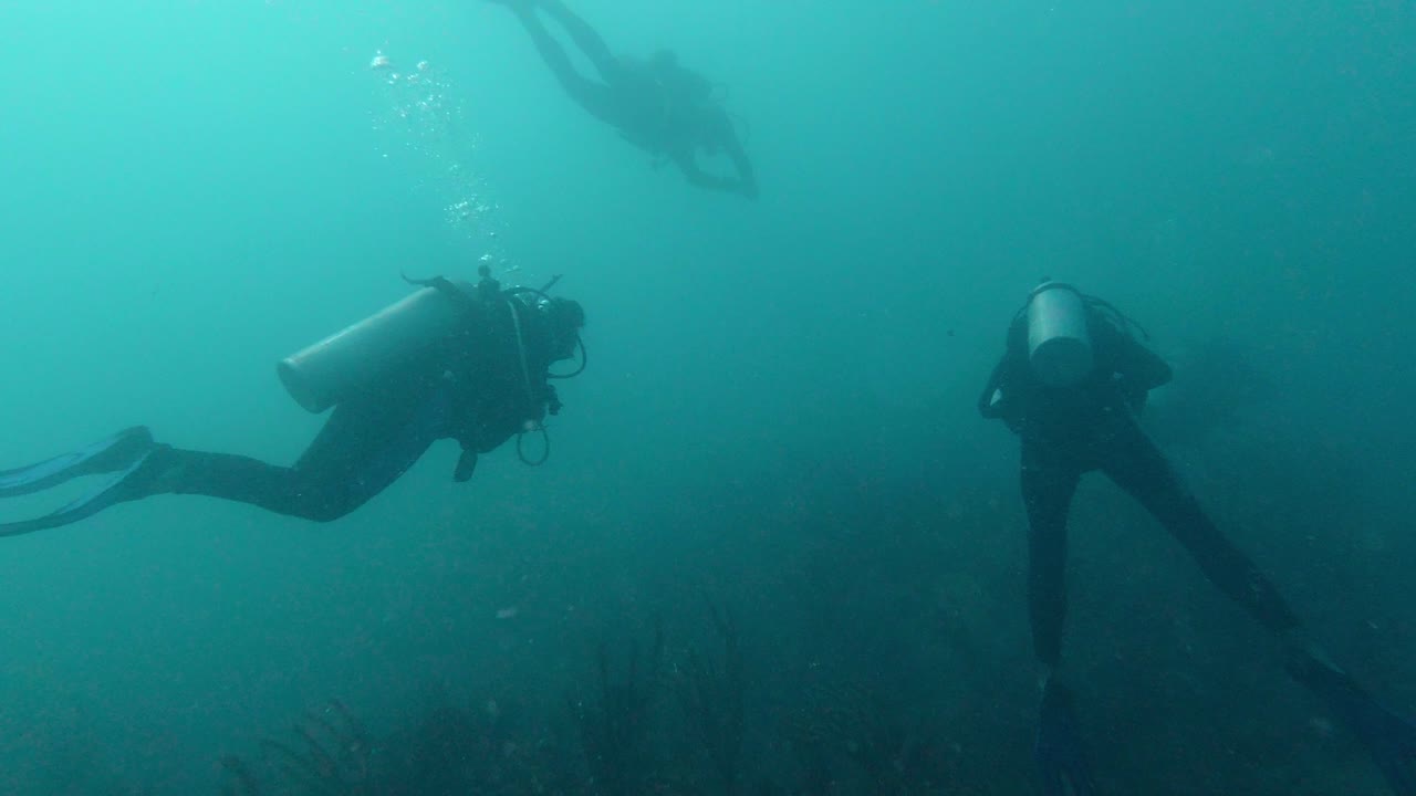 A group of scuba divers swim in the caribbean sea