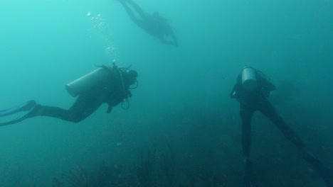 a group of scuba divers swim in the caribbean sea