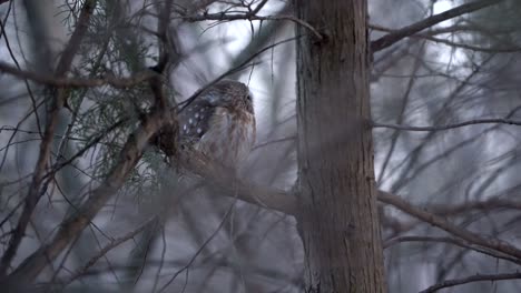 a northern saw whet owl watches as a cardinal lands on a nearby branch