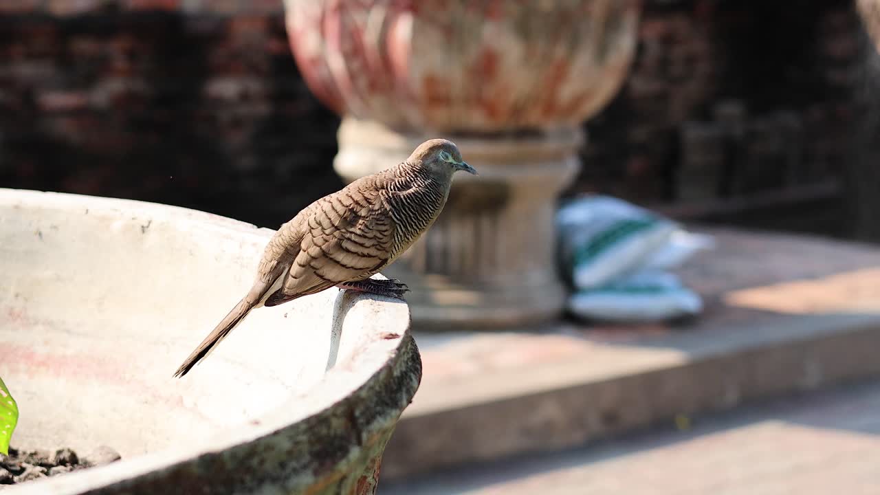 욕조 가장자리에 서 있는 새