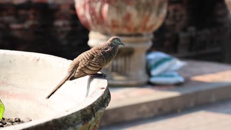 un pájaro de pie en el borde de una bañera