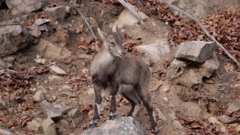 baby-mountain-goat-looking-around-slomo-autumn