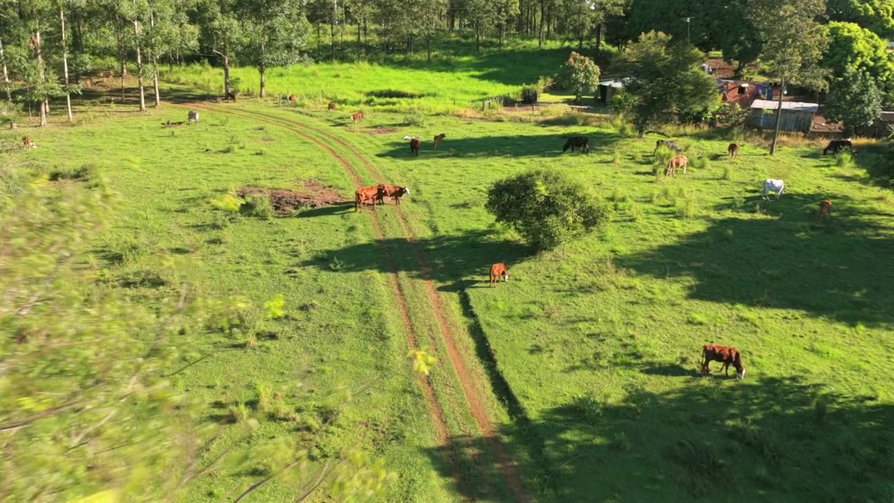 Vacas pastam em um pasto ensolarado com caminhos de terra visíveis e árvores espalhadas. Ideal para temas agrícolas ou conteúdo de estilo de vida rural.