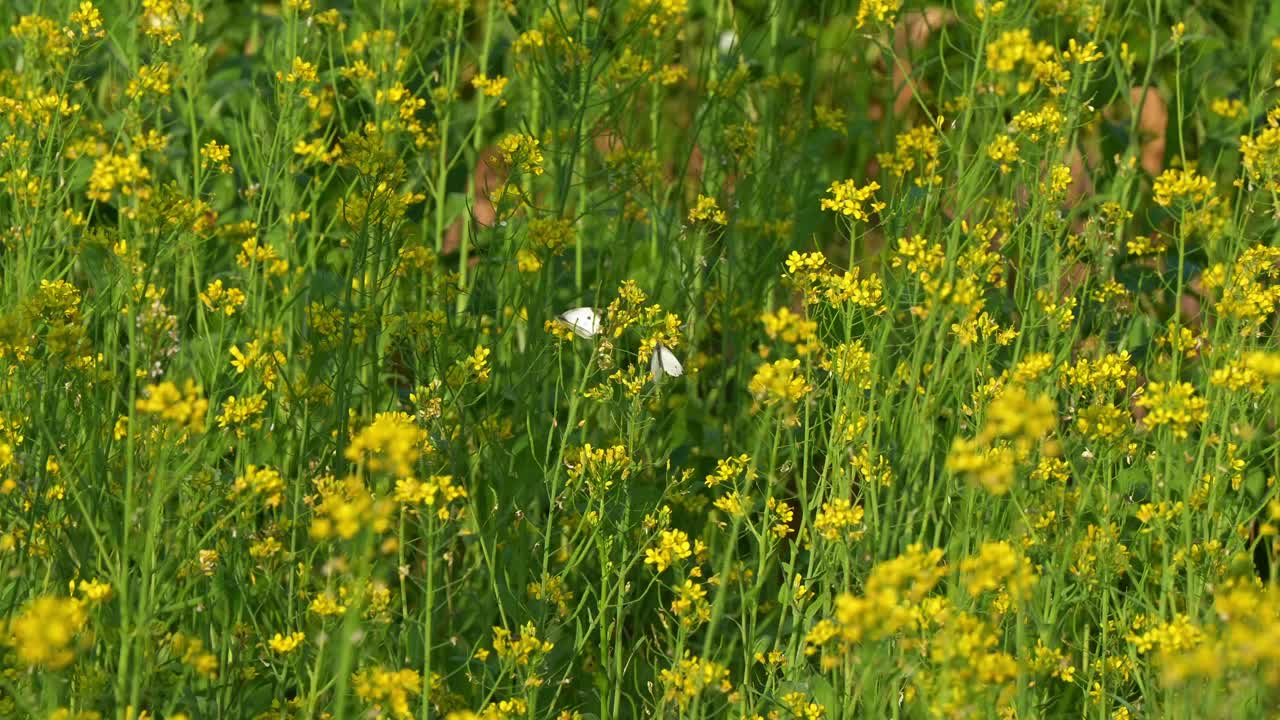 campo de brillantes flores de colza amarillas, con mariposas blancas de repollo revoloteando a su alrededor mientras las flores se balancean en la brisa de verano en el hermoso campo