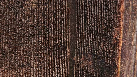Aerial-top-down-shot-of-large-wheat-field-in-countryside-during-sunset-time---Abstract-pattern-from-above