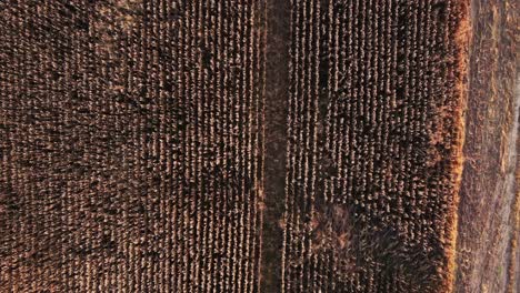 fotografía aérea de arriba hacia abajo de un gran campo de trigo en el campo durante la puesta del sol - patrón abstracto desde arriba
