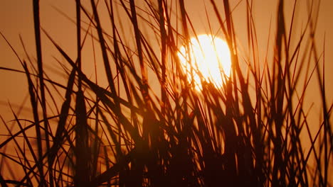 Nahaufnahme-Von-Büschen-Vor-Einem-Sonnenuntergang