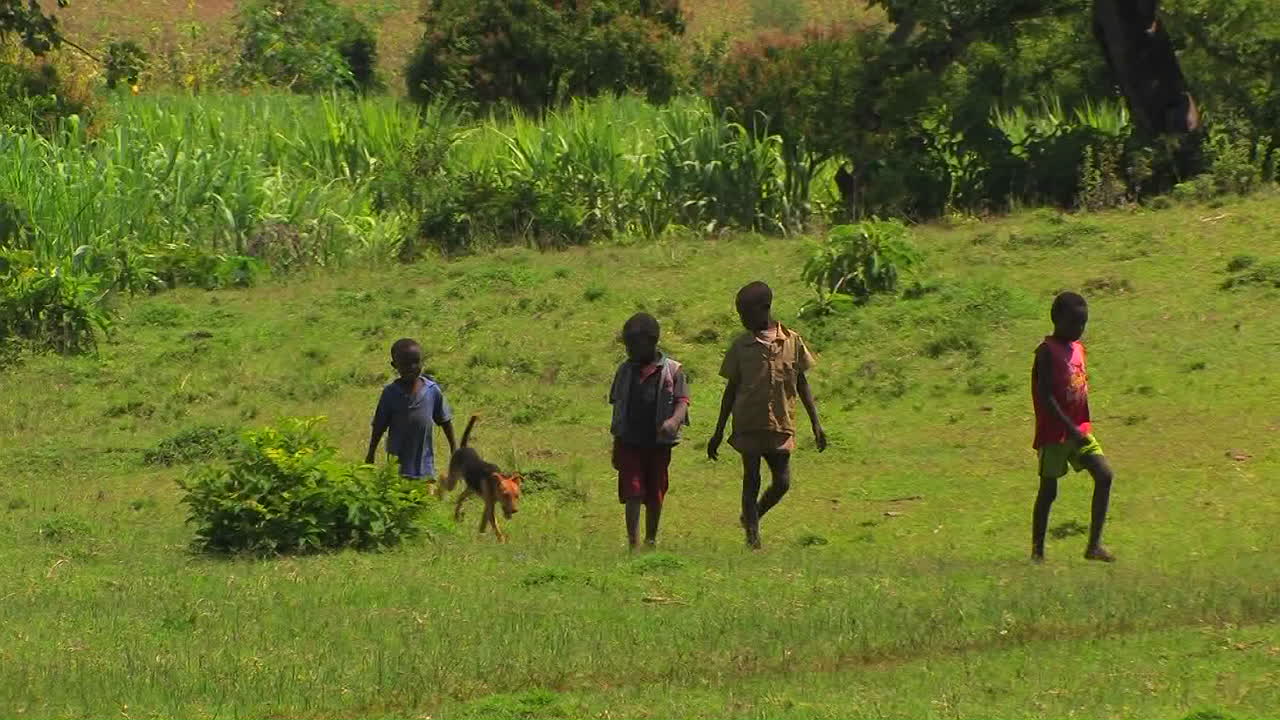 네 명의 소년이 개와 함께 푸른 들판을 걷고 있다