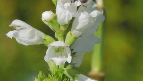 abeja de miel sobre flores blancas de fisostegia recogiendo polen a la luz del sol con fondo de naturaleza borrosa - enfoque selectivo