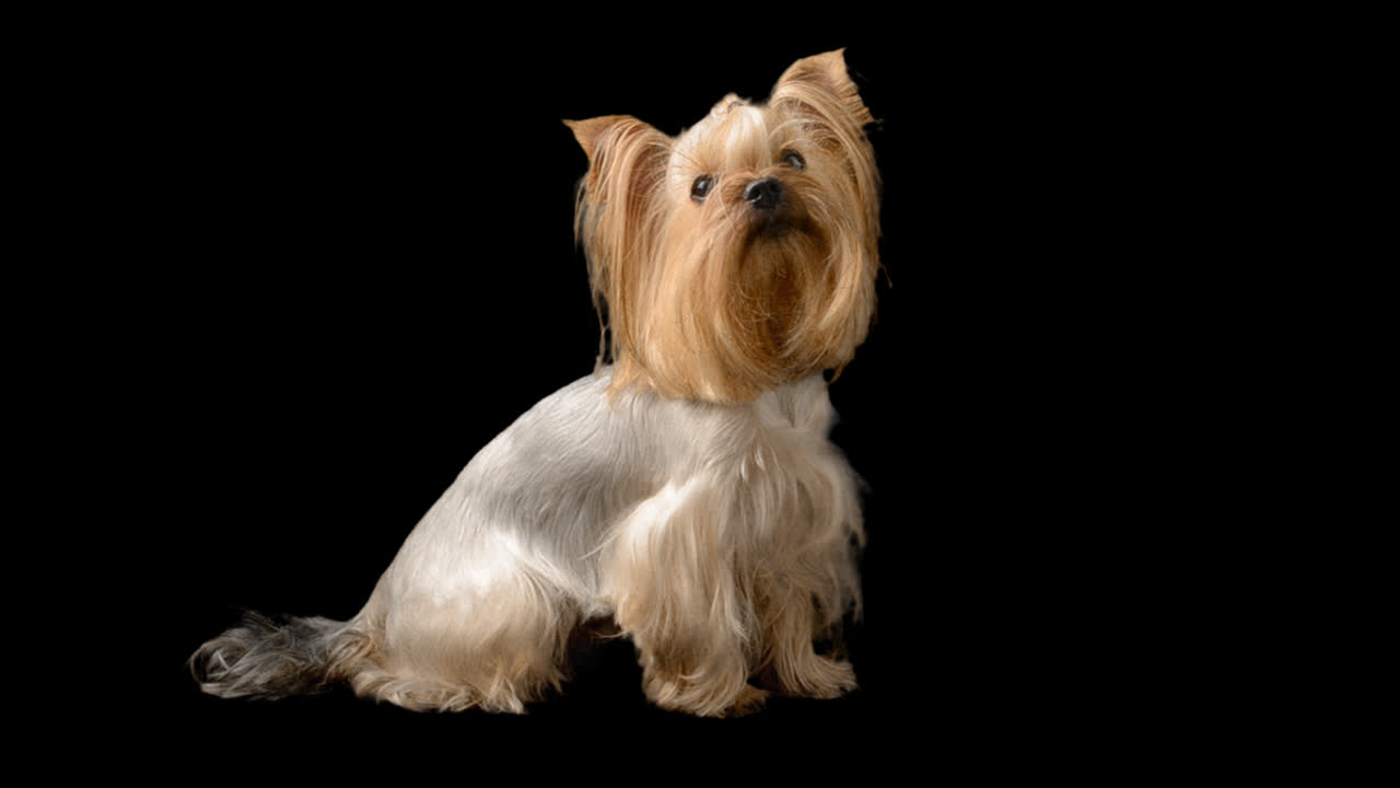 Yorkshire terrier. Canale alfa incluso.