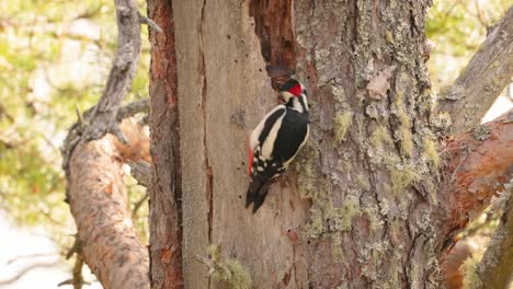 great spotted woodpecker bird on a tree looking for food. great spotted woodpecker (dendrocopos major) is a medium-sized woodpecker with pied black and white plumage and a red patch on the lower belly