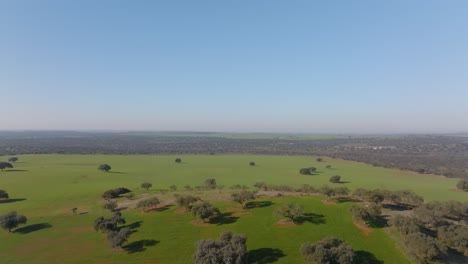 grassy fields and trees