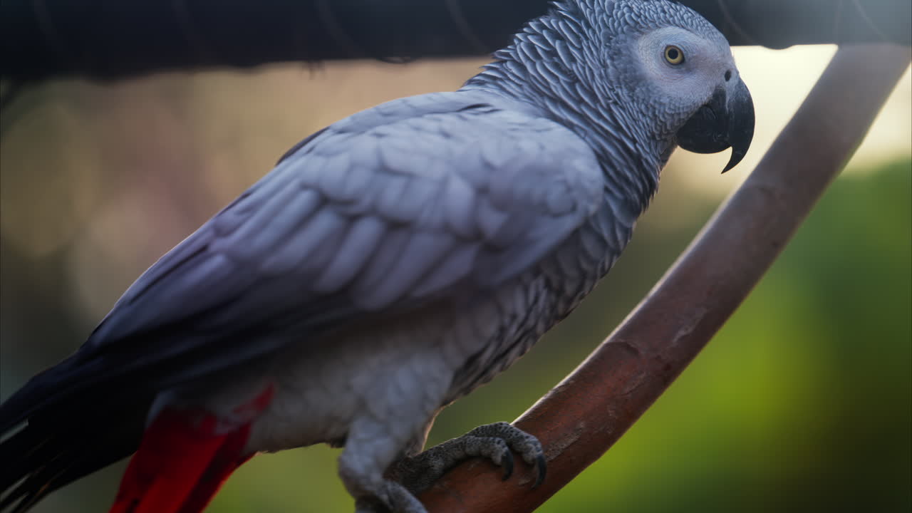 Close up of a grey parrot on a blurred background