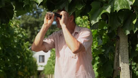 old viticulturist squeezing grape juice onto a glass of light refractometer and looking through it in the vineyard