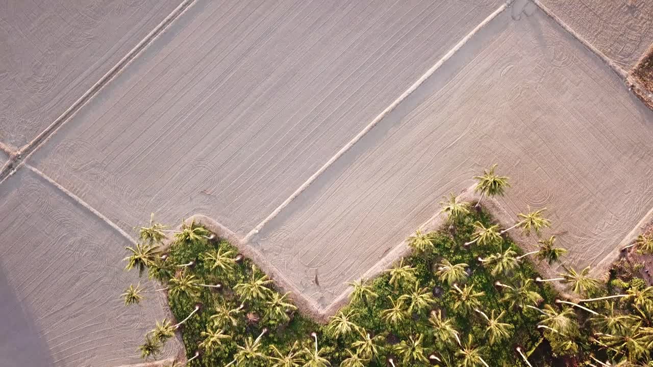 페 의 건조 한   에 있는 코코 나무 들 을 공중 에서 볼 수 있다.