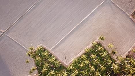 Aerial-view-coconut-trees-beside-dry-field-at-Penang.