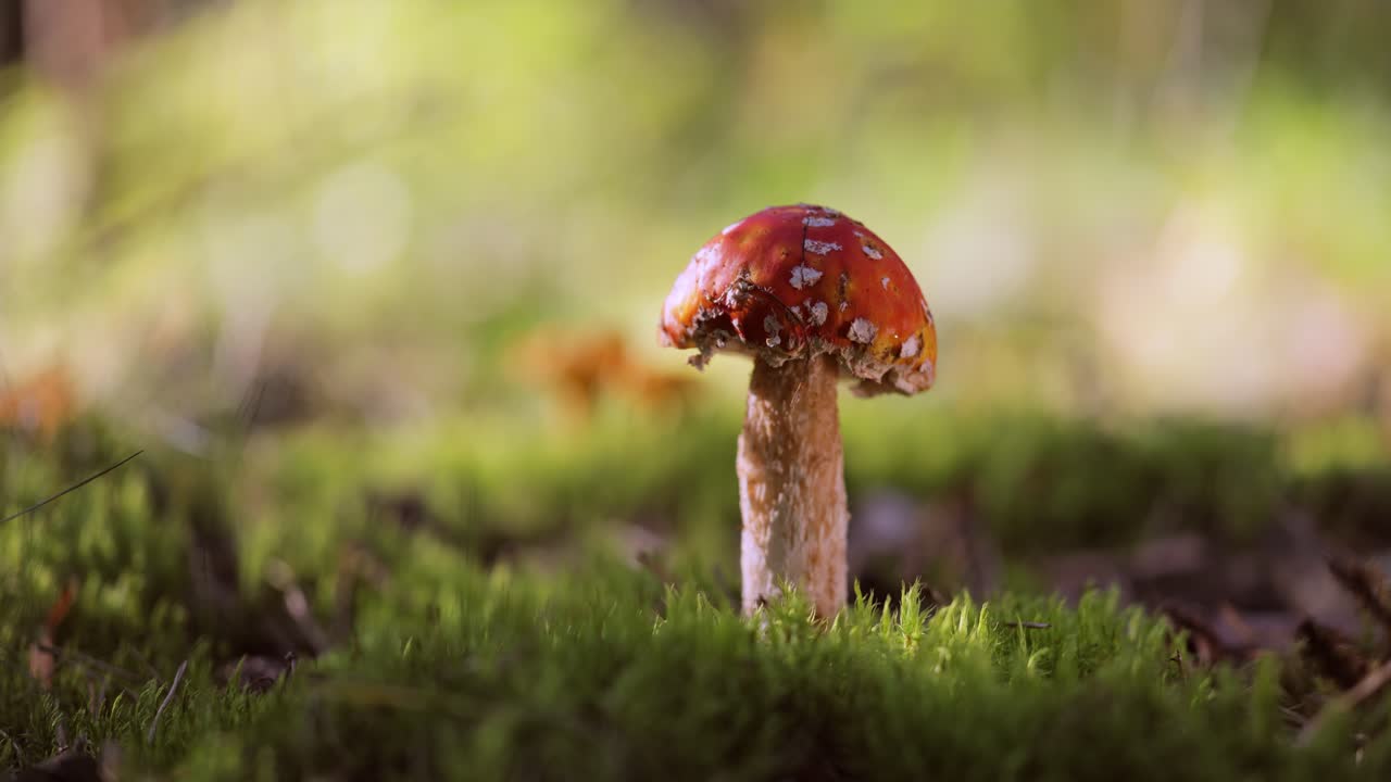 Fly agaric Mushroom In a forest.