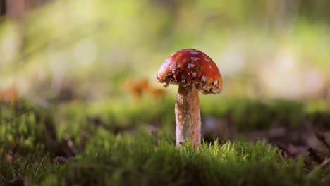 fly agaric mushroom in a forest.