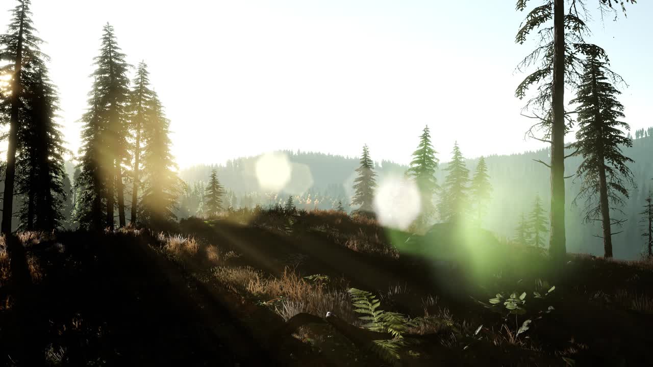 la luz de la mañana temprano y la niebla a la deriva a través de los árboles