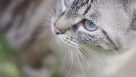 closeup of a grey cat outdoors