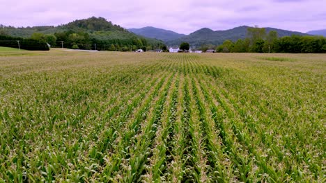 Langsame-Luftaufnahme-über-Einem-Maisfeld-In-Den-Appalachen-In-Der-Nähe-Der-Bergstadt-Tennessee