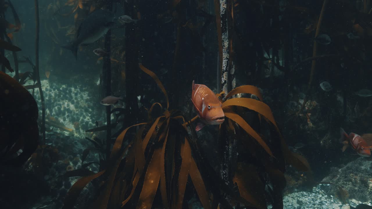 peces nadando a través del bosque de algas