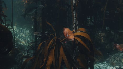 Fish-swimming-through-kelp-forest