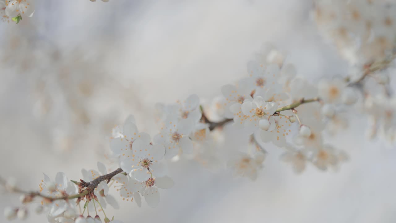 las delicadas flores de cerezo se destacan en un primer plano, revelando sus hermosos pétalos rosados y detalles finos