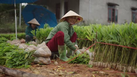 women planting trees