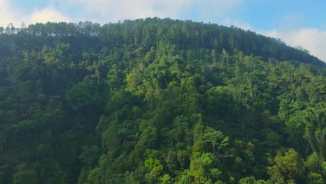 Drohne-Fliegt-Seitwärts-über-Einen-üppigen-Grünen-Wald