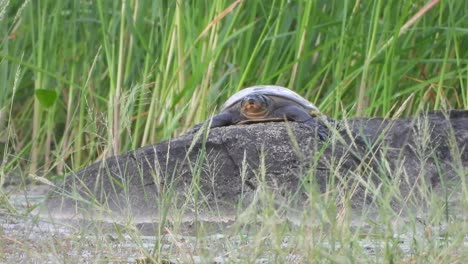 Tortuga-En-El-área-Del-Estanque---Relajante