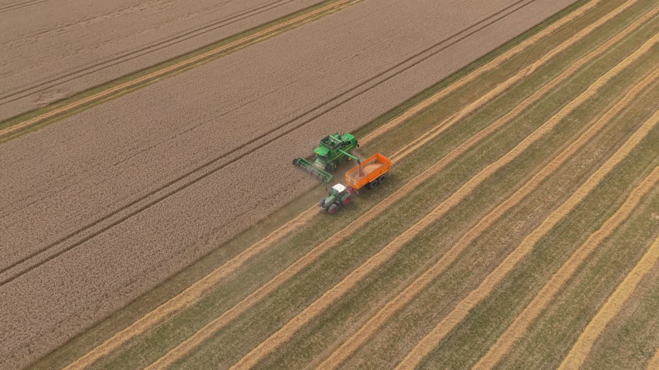 Vista drone: mietitrebbia che raccoglie il grano in un campo soleggiato, scia di polvere, Paesi Bassi