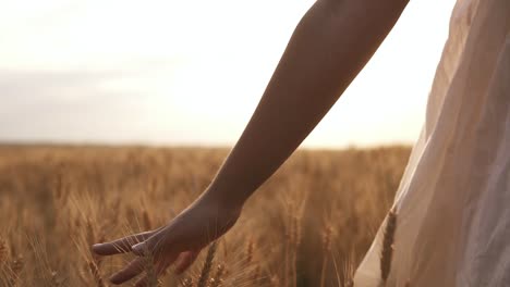 woman in the white dress running her hand through some wheat in a field. countryside, nature, summer