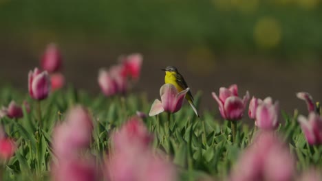 yellow bird perched on pink tulips