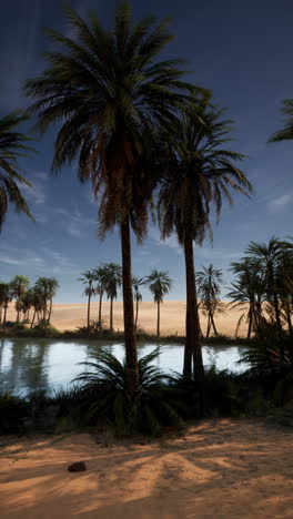 oasis in the desert