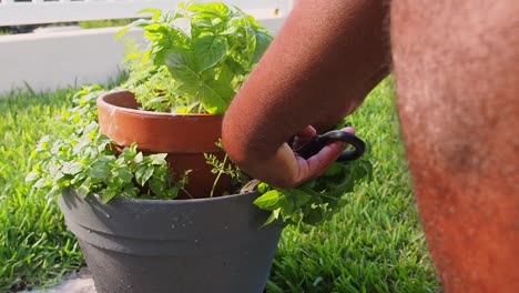 Frischen-Oregano-Aus-Dem-Topf-Schneiden