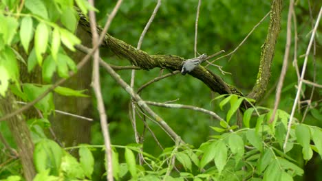 pajarito camina saltando en la rama de un árbol