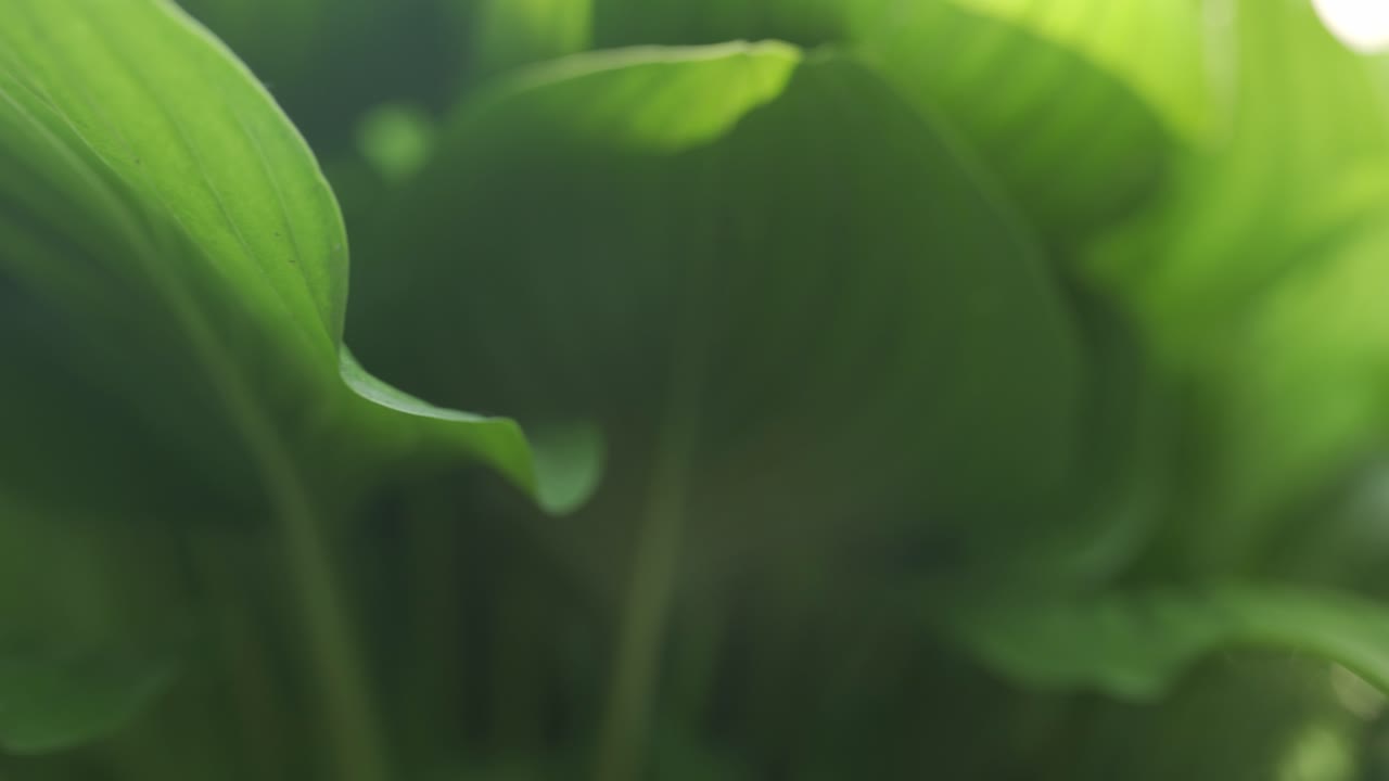 Lähikuva rehevistä vihreistä Hosta-lehdistä