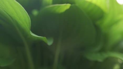 close-up of lush green hosta leaves