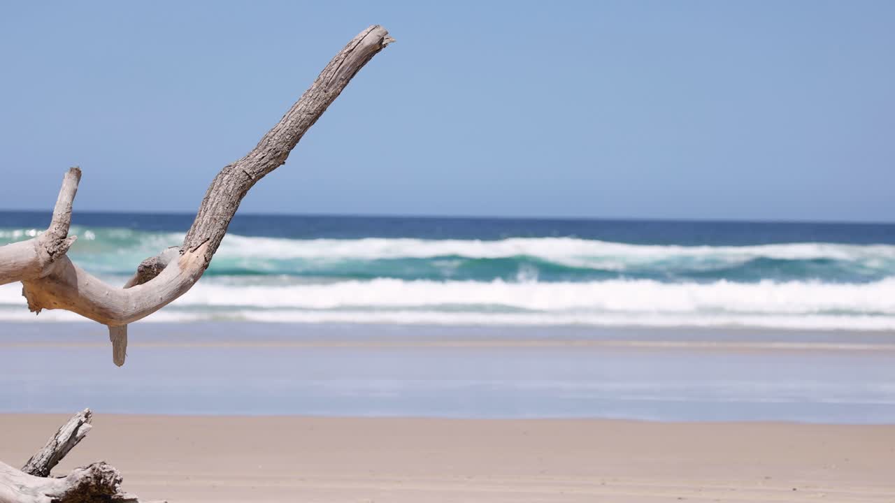 Branch sways gently against ocean backdrop