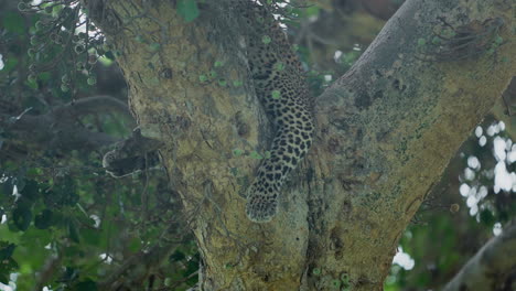 leopard resting in a tree