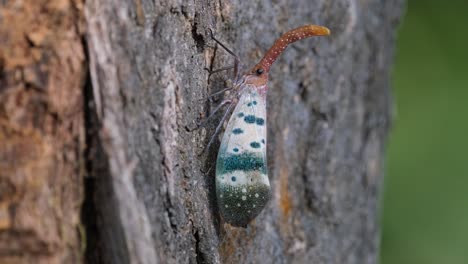 sie bewegt ihre beine und ihren körper subtil, während sie nachmittags auf der rinde des baumes ruht, laternenfliege, pyrops ducalis sundayrain, nationalpark khao yai, thailand