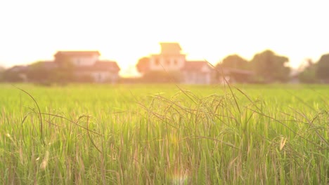 Close-up-paddy-field-in-gold-color-with-sun-light.