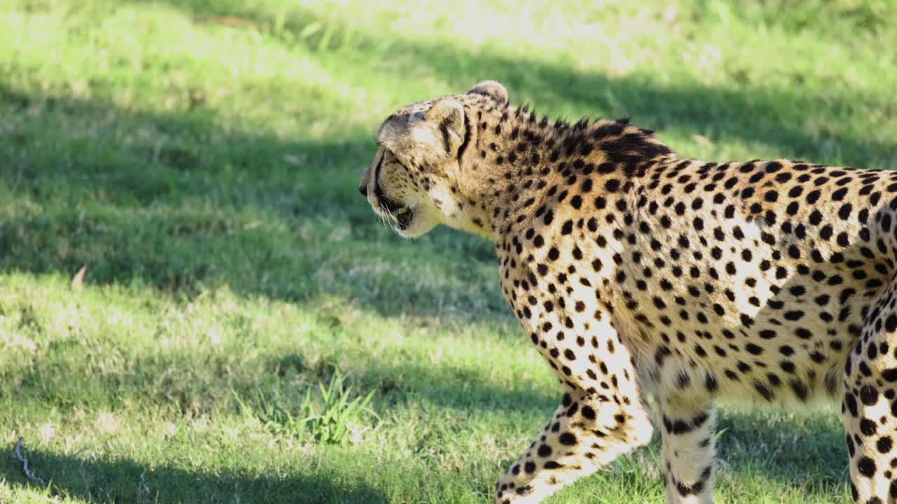 cheetah paseando por la hierba en el zoológico de australia