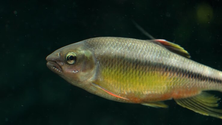 Nipponocypris Koreanus, type of chub, in exhibit, Ecorium Botanical Garden