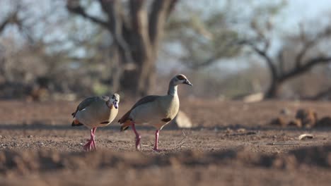 low angle of a pair of egyptian goose walking out the frame in dry season in mashatu game reserve