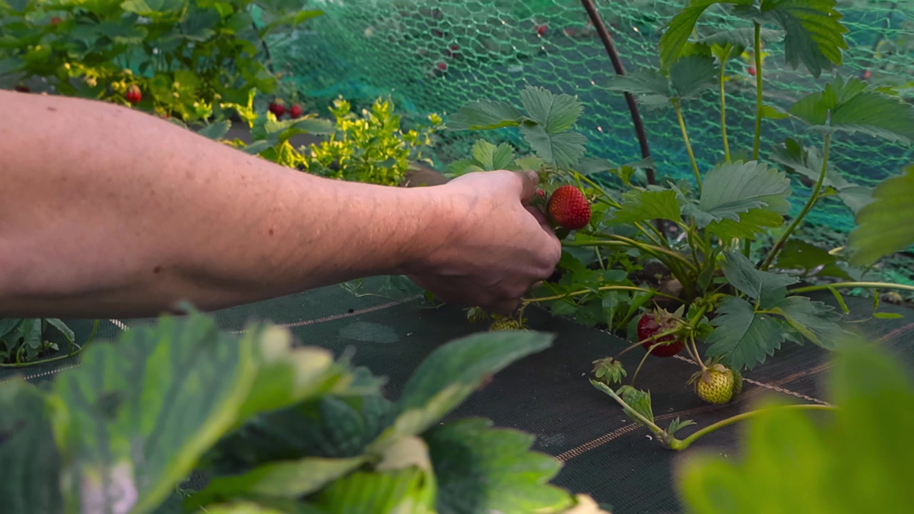 Close up of a farmer's hand gently harvesting fresh, ripe red strawberries from a lush green plant in a sunny garden, showcasing organic farming and the joy of picking your own fruit