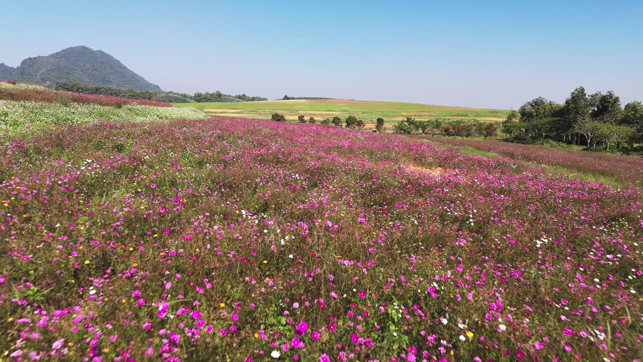 Singha Park, sobrevoo próximo sobre flores, Chiang Rai