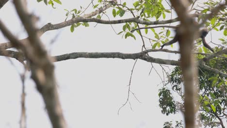 Phayre's-Langur,-Trachypithecus-phayrei,-Thailand